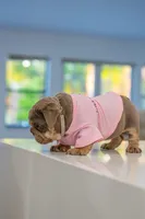 Lilly, a female English Bulldog for sale in Orlando, FL – 6 of 8
