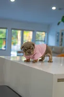 Lilly, a female English Bulldog for sale in Orlando, FL – 8 of 8