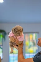 Lilly, a female English Bulldog for sale in Orlando, FL – 7 of 8
