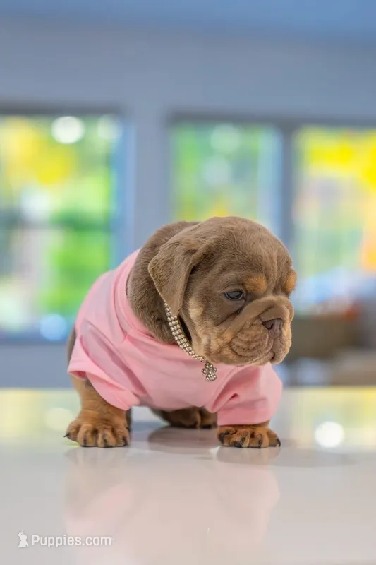 Lilly – English Bulldog puppy for sale in Orlando, FL