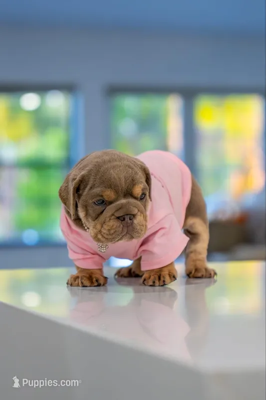 Lilly – English Bulldog puppy for sale in Orlando, FL