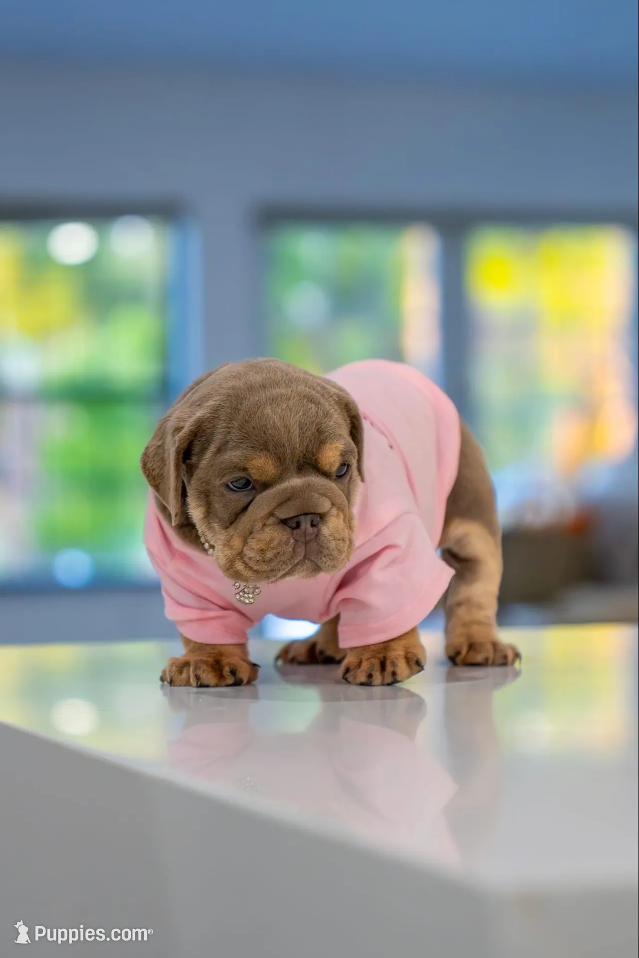Lilly, a female English Bulldog for sale in Orlando, FL – 5 of 8