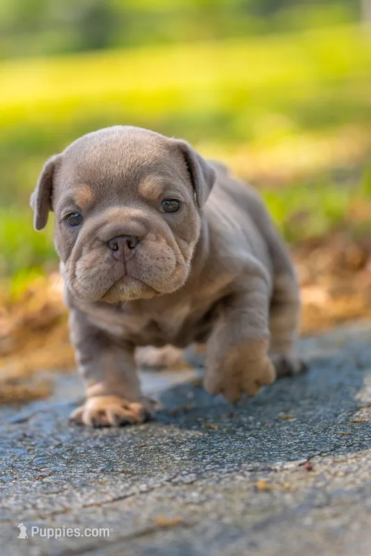 Lilly, a female English Bulldog for sale in Orlando, FL – Photo 1 of 3