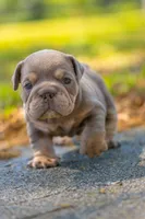 Lilly, a female English Bulldog for sale in Orlando, FL – Photo 1 of 3