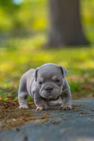 Lilly, a female English Bulldog for sale in Orlando, FL – Photo 3 of 3