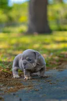 Lilly, a female English Bulldog for sale in Orlando, FL – Photo 2 of 3