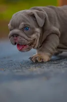 Winston, a male English Bulldog for sale in Orlando, FL – 3 of 9