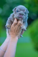 Moose , a male English Bulldog for sale in Orlando, FL – 1 of 4