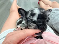 Tick, a male French Bulldog for sale in Orlando, FL – 5 of 10