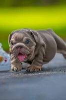 Winston, a male English Bulldog for sale in Orlando, FL – 2 of 9