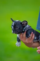 Tick, a male French Bulldog for sale in Orlando, FL – 3 of 10
