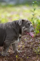 Cupcake, a female English Bulldog for sale in Orlando, FL – 6 of 10