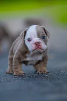 Emily , a female English Bulldog for sale in Orlando, FL – 2 of 5