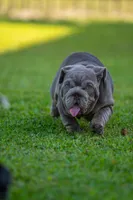 Purple, a female English Bulldog for sale in Orlando, FL – 5 of 9