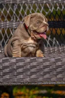 Cupcake, a female English Bulldog for sale in Orlando, FL – 3 of 9