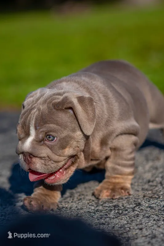 Cupcake – English Bulldog puppy for sale in Orlando, FL