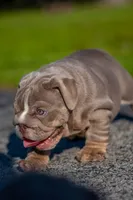 Cupcake, a female English Bulldog for sale in Orlando, FL – 1 of 9