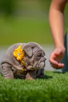 Cupcake, a female English Bulldog for sale in Orlando, FL – Photo 5 of 7