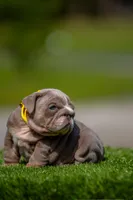 Cupcake, a female English Bulldog for sale in Orlando, FL – Photo 3 of 7