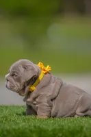 Cupcake, a female English Bulldog for sale in Orlando, FL – Photo 2 of 7