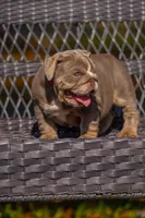 Cupcake, a female English Bulldog for sale in Orlando, FL – 4 of 9