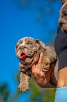 Cupcake, a female English Bulldog for sale in Orlando, FL – 5 of 9