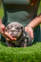 Cupcake, a female English Bulldog for sale in Orlando, FL – Photo 7 of 7