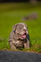 Cupcake, a female English Bulldog for sale in Orlando, FL – 6 of 9