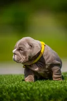 Cupcake, a female English Bulldog for sale in Orlando, FL – Photo 4 of 7