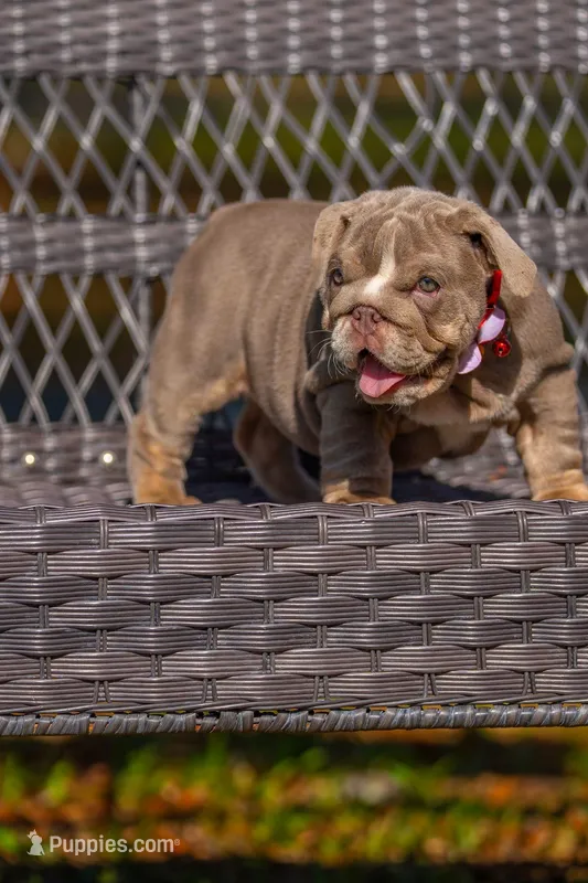 Cupcake – English Bulldog puppy for sale in Orlando, FL