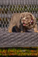 Cupcake, a female English Bulldog for sale in Orlando, FL – 2 of 9