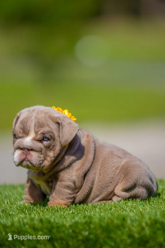 Cupcake – English Bulldog puppy for sale in Orlando, FL