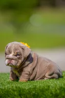 Cupcake, a female English Bulldog for sale in Orlando, FL – Photo 1 of 7