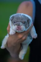 Tank, a male English Bulldog for sale in Orlando, FL – 4 of 4