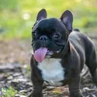 Peanut, a male French Bulldog for sale in Orlando, FL – Photo 3 of 4