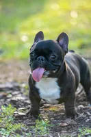 Peanut, a male French Bulldog for sale in Orlando, FL – Photo 3 of 4