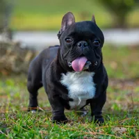 Peanut, a male French Bulldog for sale in Orlando, FL – Photo 4 of 4