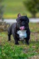 Peanut, a male French Bulldog for sale in Orlando, FL – Photo 4 of 4