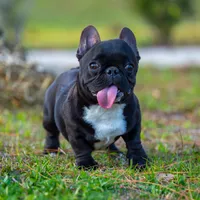 Peanut, a male French Bulldog for sale in Orlando, FL – Photo 1 of 4