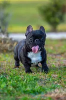 Peanut, a male French Bulldog for sale in Orlando, FL – Photo 1 of 4