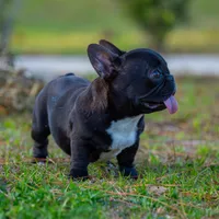 Peanut, a male French Bulldog for sale in Orlando, FL – Photo 2 of 4