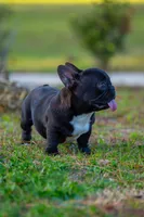 Peanut, a male French Bulldog for sale in Orlando, FL – Photo 2 of 4