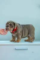 Lilly, a female English Bulldog for sale in Orlando, FL – 2 of 8
