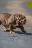 Purple, a female English Bulldog for sale in Orlando, FL – 4 of 9
