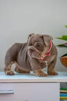 Candy, a female English Bulldog for sale in Orlando, FL – 8 of 9