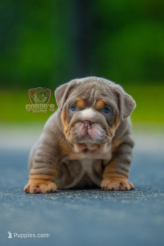 Daisy  – English Bulldog puppy for sale in Orlando, FL