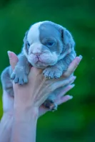 Gus, a male English Bulldog for sale in Orlando, FL – 2 of 2