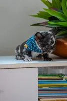 Tick, a male French Bulldog for sale in Orlando, FL – 7 of 10