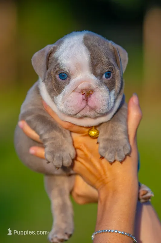 Gus – English Bulldog puppy for sale in Orlando, FL