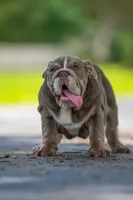 Cupcake, a female English Bulldog for sale in Orlando, FL – 2 of 10